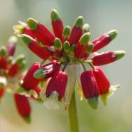 Діхелостемма