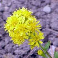 Золотушник