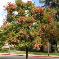 Кальрейтерія