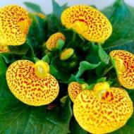 Кальцеолярія