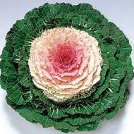 Капуста декоративна