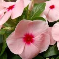 Катарантус