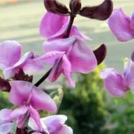 Квасоля декоративна