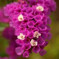 Кермек (статиця)