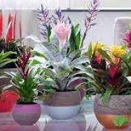 Кімнатні рослини