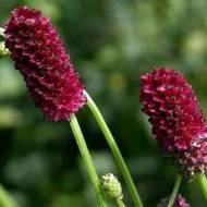 Кровохльобка