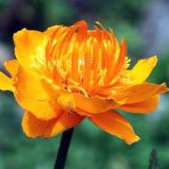 Купальниця