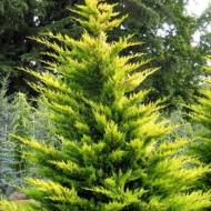 Купресоципарис