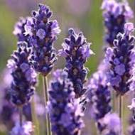 Лаванда