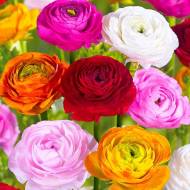 Лютики (жовтеці)