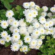 Матрикарія