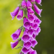 Наперстянка