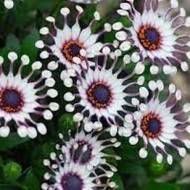 Остеоспермум