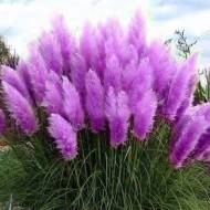 Пампасна трава