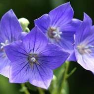 Платикодон