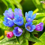 Пульмонарія