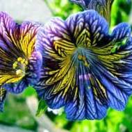 Сальпиглосіс