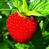 Сунична малина