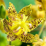 Трициртис (Садова орхідея)