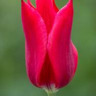 Лілієцвітні