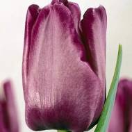 Прості пізні