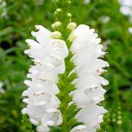 Фізостегія