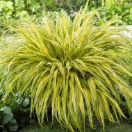 Хаконехлое