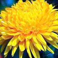 Хризантема