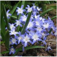 Хіонодокса