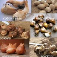 Цибулини квітів 2