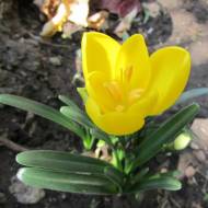 Штернбергія