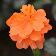 Кроссандра