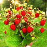 Лісова суниця (альпійська)