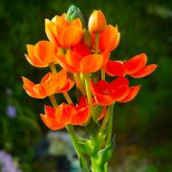 Орнітогалум