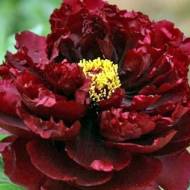 Півонія деревовидна