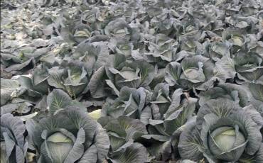 Капуста Агрессор — четыре кг хруста