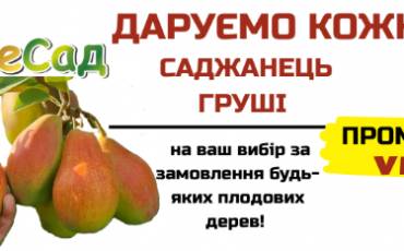 Даруємо саджанець груші у ПОДАРУНОК!