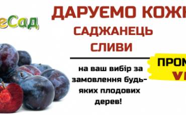Даруємо саджанець сливи!
