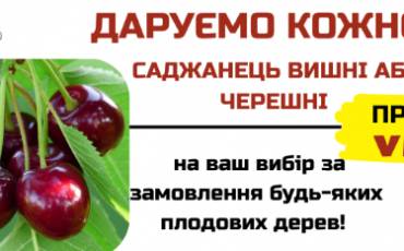 ДАРУЄМО САДЖАНЕЦЬ ВИШНІ АБО ЧЕРЕШНІ!