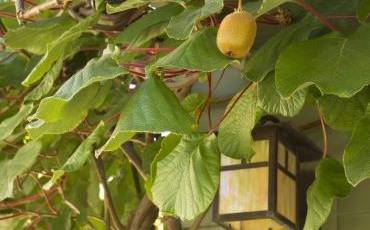 Правила вирощування актинідії