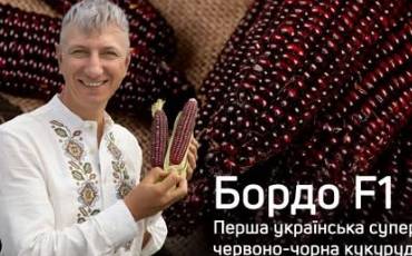Кукурудза Бордо: особливості сорту, як та коли садити
