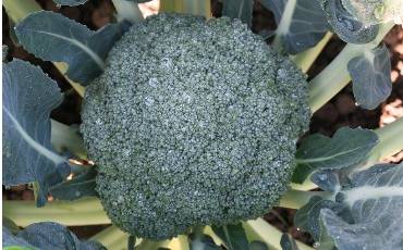 Брокколи Гонгга: выращивание и секрет прибыли