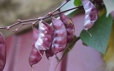 Бобы Долихос: выращивание декоративного и полезного растения