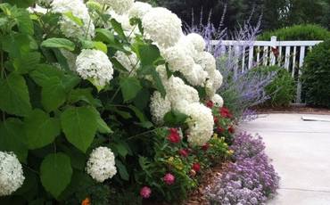 Гортензія: п’ять найактуальніших запитань про вирощування