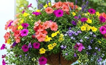 Квіти в кашпо: красиво та легко!