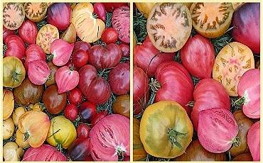 Вирощуємо томати незвичних сортів