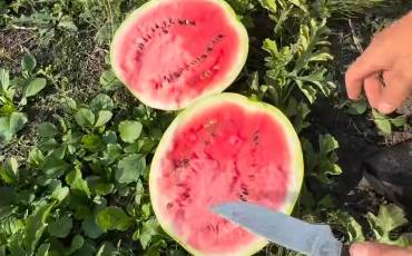 Арбузы из Львовской области