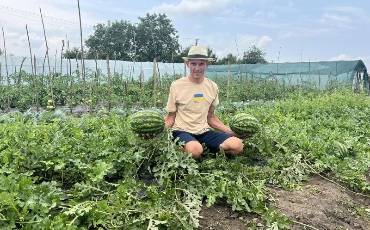 Кавуни зі Львівщини