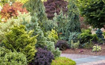 Щеплені хвойні: яка технологія та чому ціна вища