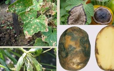 Основні хвороби овочевих культур та методи боротьби